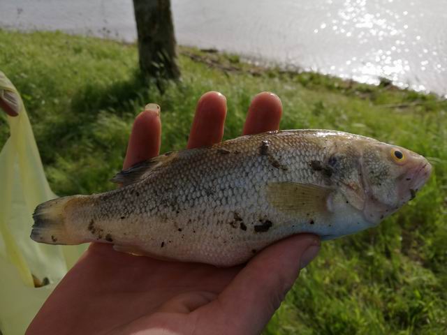 E'' un pesce Persico?  Persico trota (Micropterus salmoides)